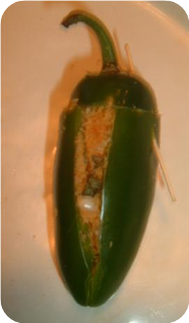 Franken-Peppers (Chili-Crumb Stuffed Jalapenos)