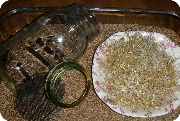 How to Sprout Wheat Berries