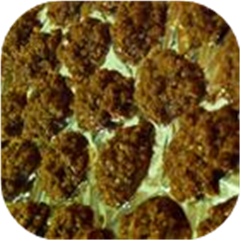 No Bake Choco-Peanut-Oatmeal Cookies