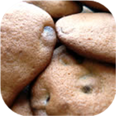 Absolutely Sinful Chocolate Chocolate Chip Cookies