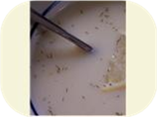 Kittencal's Lemon Chicken Orzo Soup