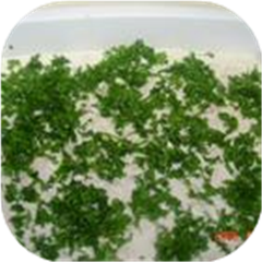 Fish with Tahini Sauce