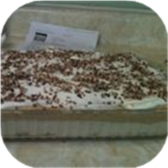 Pumpkin Cheesecake I