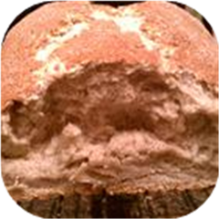 Hard Do Bread