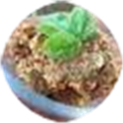 Vegan Sun-Dried Tomato Pesto