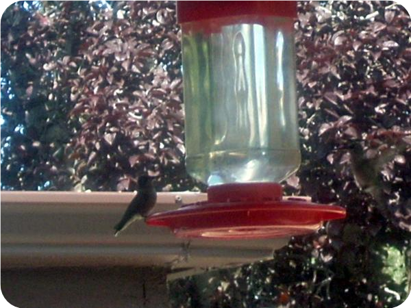Hummingbird Nectar