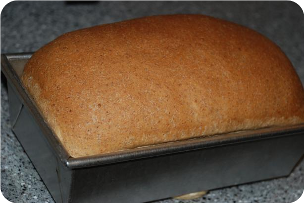 Basic Whole Wheat Bread