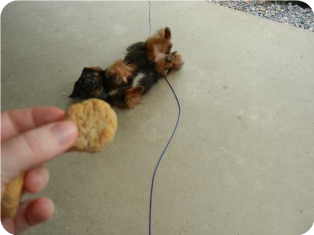 Ankle Biter Peanut Butter Drops (For Your Fur Baby)
