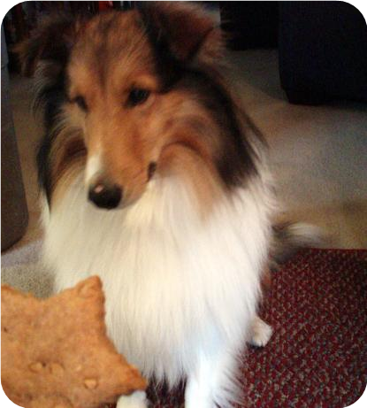 Peanut Butter Treats for Dogs